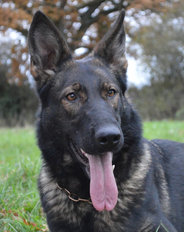 Family Protection Dogs For Sale UK K9 Protector