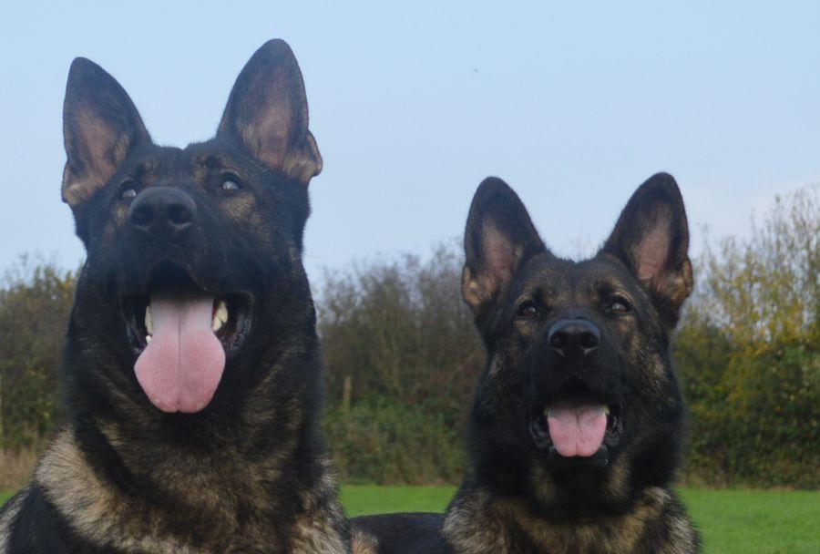 Family Protection Dogs For Sale UK K9 Protector