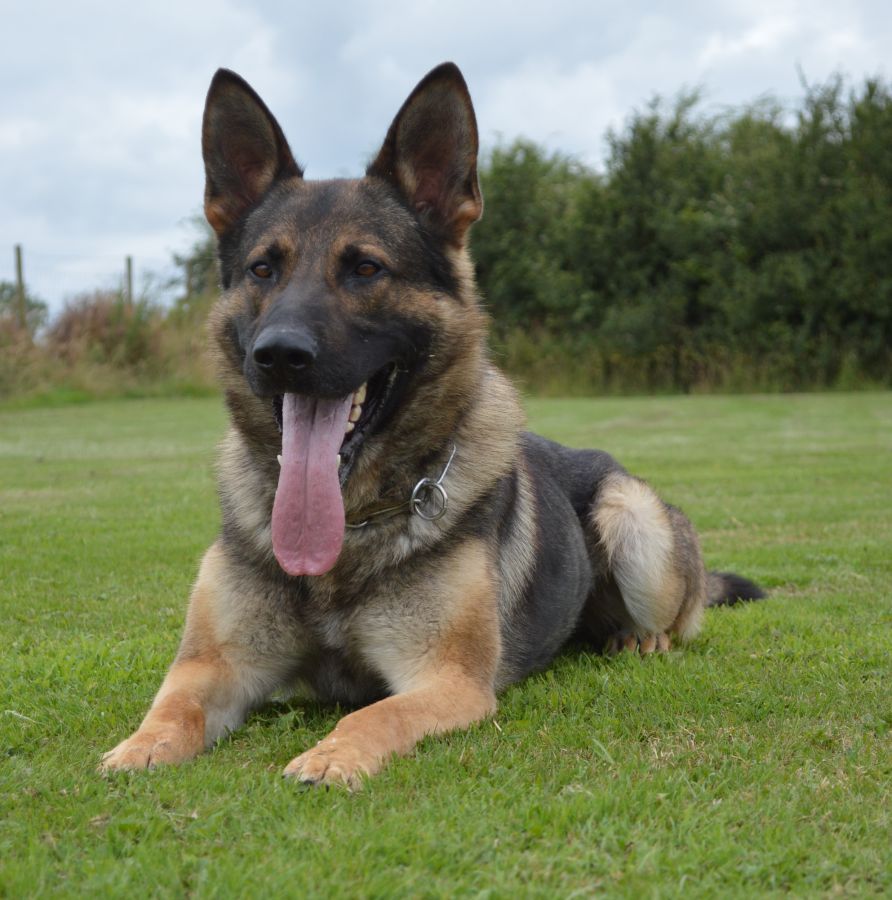 Family Protection Dogs For Sale UK K9 Protector