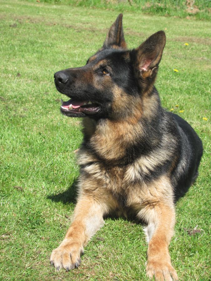 Family Protection Dogs For Sale UK K9 Protector