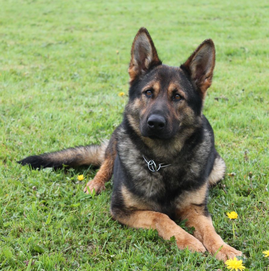 Family Protection Dogs For Sale UK K9 Protector