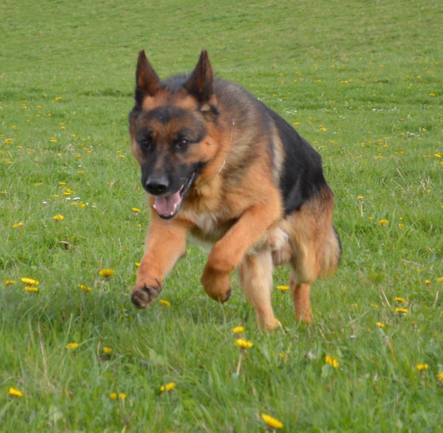 Family Protection Dogs For Sale UK K9 Protector