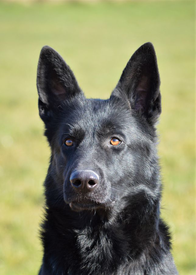 Elite Protection Dog Elly For Sale UK