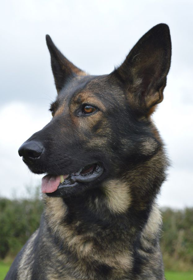 Trained Protection Dogs For Sale IDA