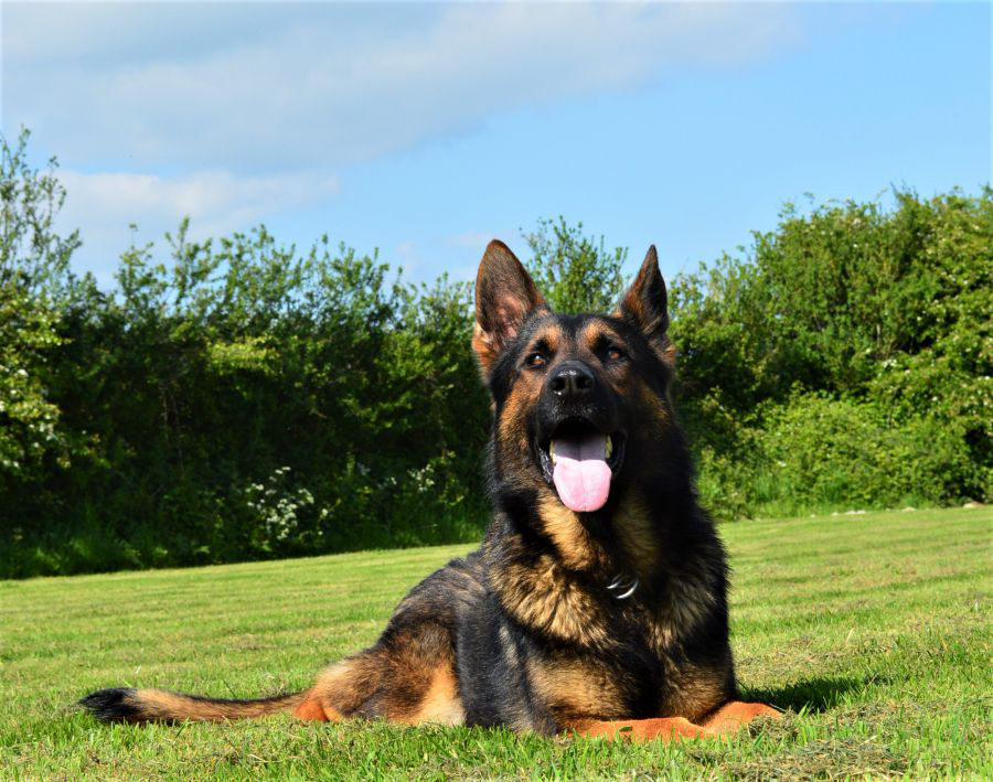 Child Friendly Elite Personal Protection Dog For Sale UK