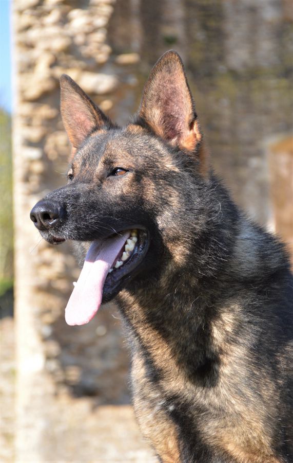 Elite Protection Dog Cyrius For Sale UK