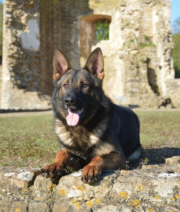 Elite Protection Dog Cyrius For Sale UK