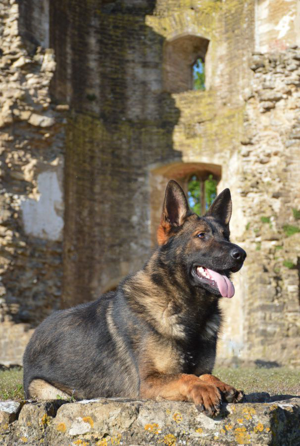 Elite Protection Dog Cyrius For Sale UK