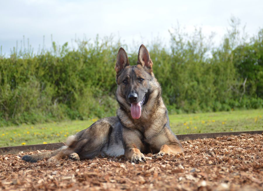Elite Protection Dog Dana For Sale UK