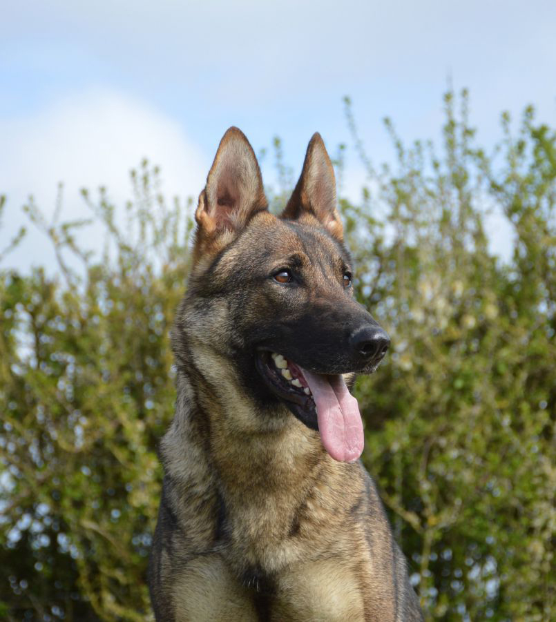 Elite Protection Dog Dana For Sale UK