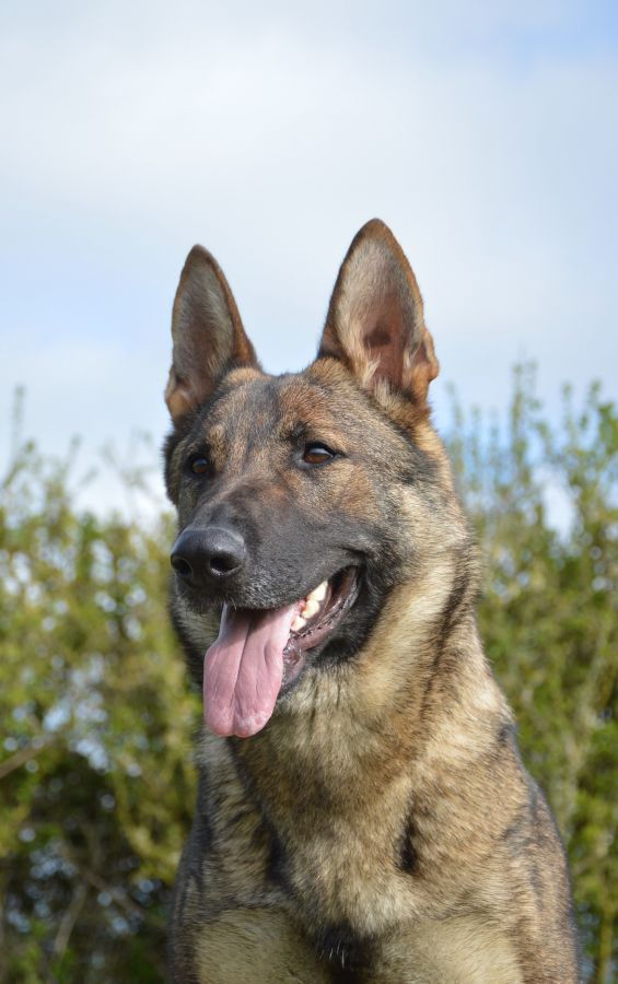 Elite Protection Dog Dana For Sale UK