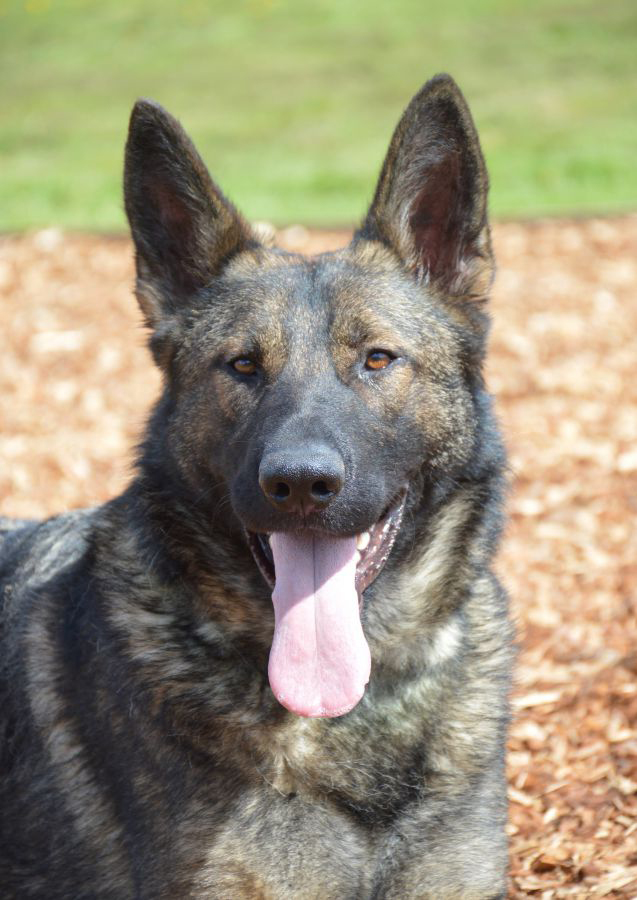 Protection Dog Freja For Sale UK