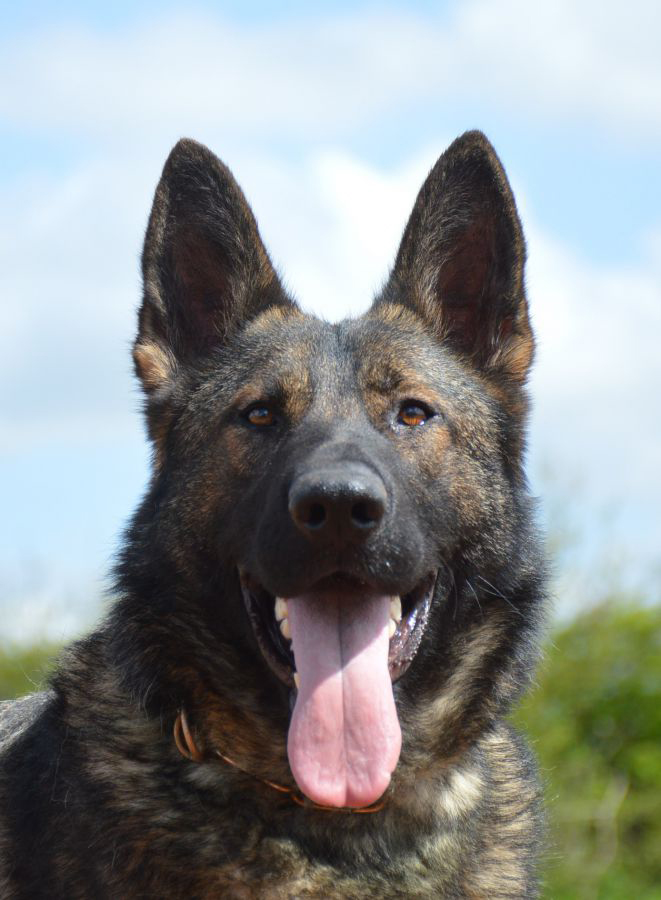 Protection Dog Freja For Sale UK