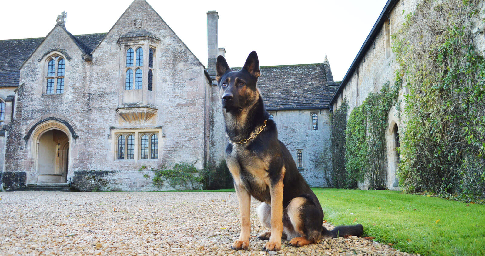 Personal Protection Dogs UK K9 Protector