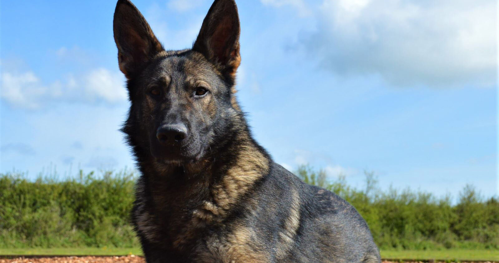 Family Protection Dogs UK K9 Protector Reviews