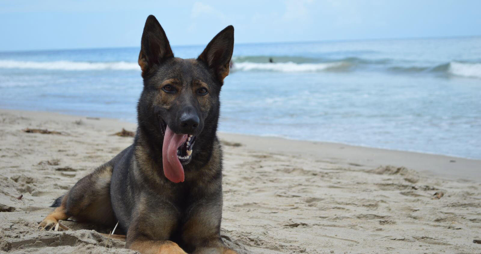 Protection Dog Trainers K9 Protector UK