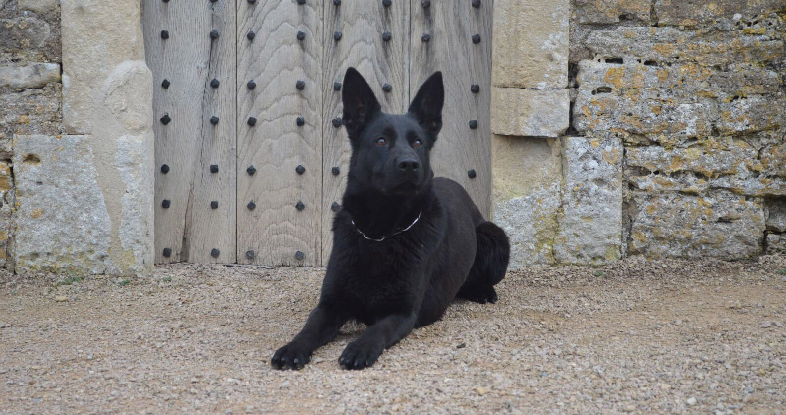 Protection Dog Trainers K9 Protector UK