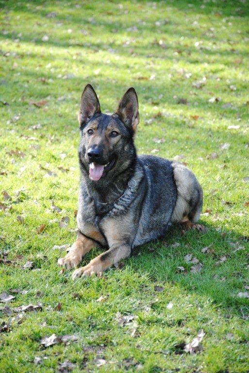 Home Security Protection Dogs UK K9 Protector