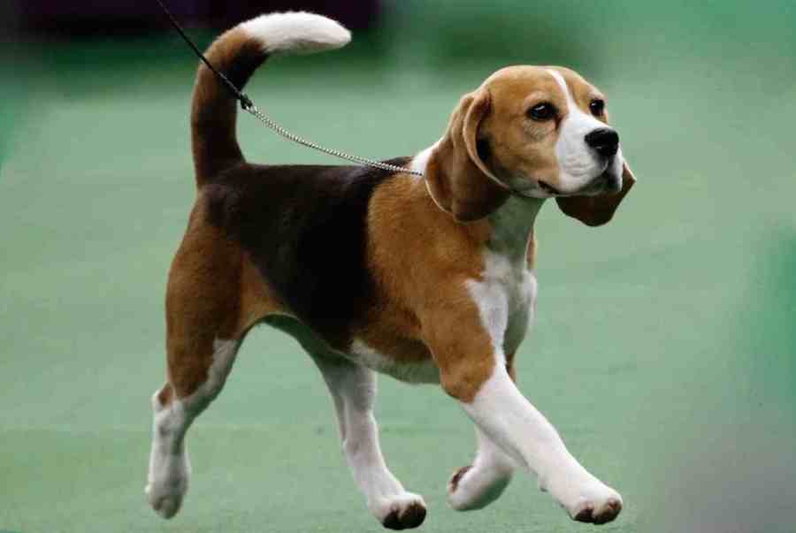 Are Beagles A Good Family Dog