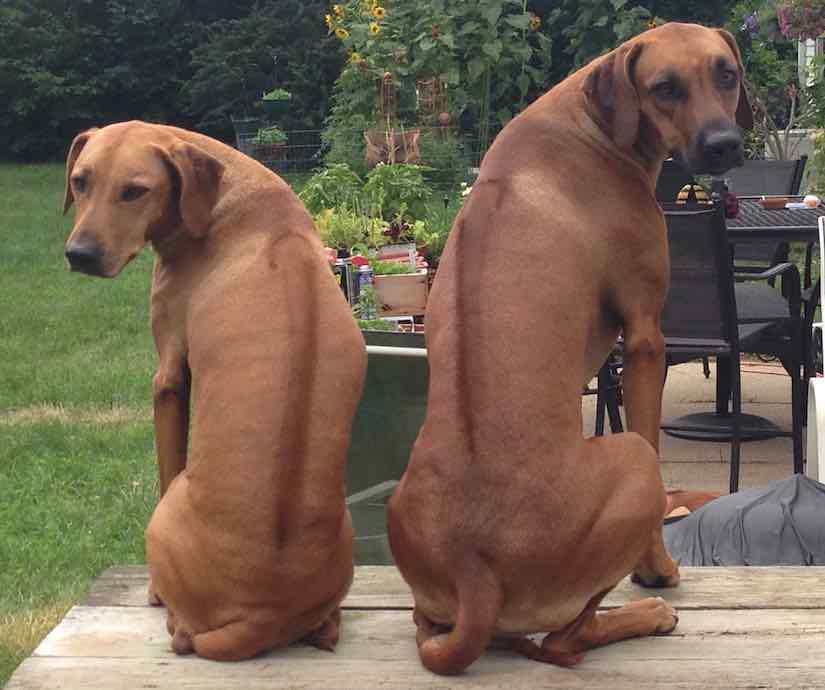 Hounds List of all Hound dog breeds K9 Research Lab