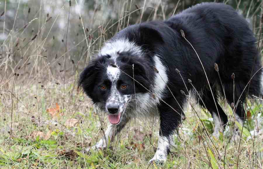 Is A Border Collie A Good Guard Dog