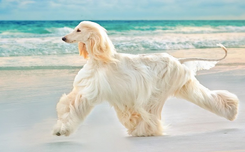 » Animal The Pretty Long Haired Afghan Hound Dogs and The Least