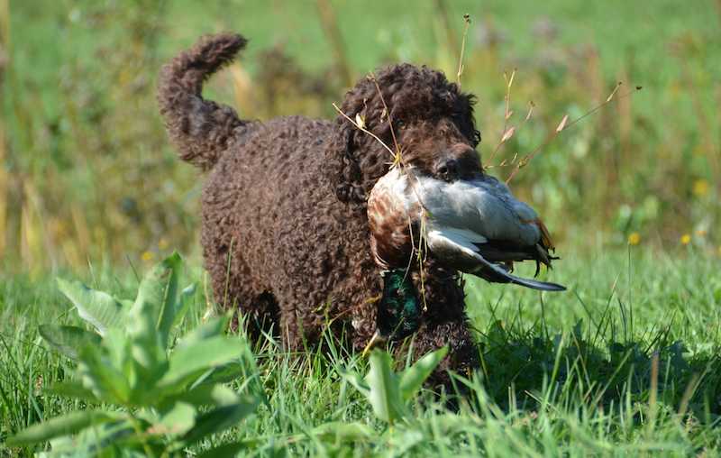 Sporting Dogs List of all sporting dog breeds K9 Research Lab