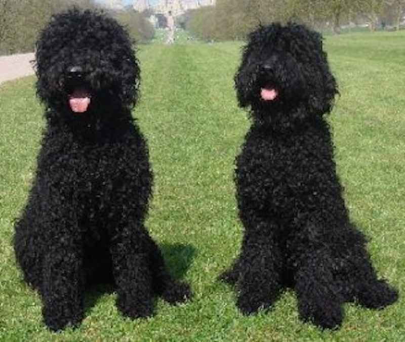 Barbet French Water Dog oldest French breed Dog Breed Info, Images, Videos, FAQs