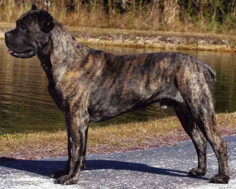 Cane Corso Italian Mastiff Guard Dog Breed Info, Images, Videos, FAQs