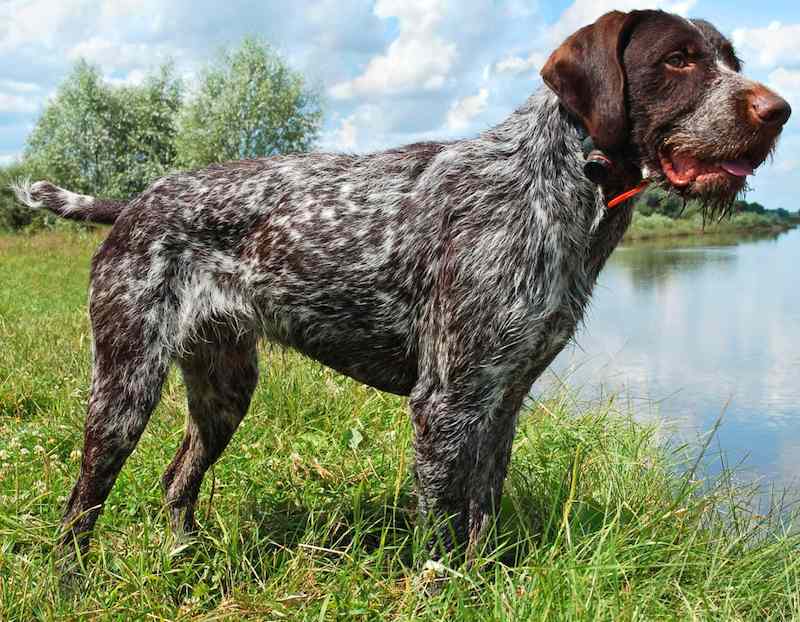 German Wirehaired Pointer K9 Research Lab