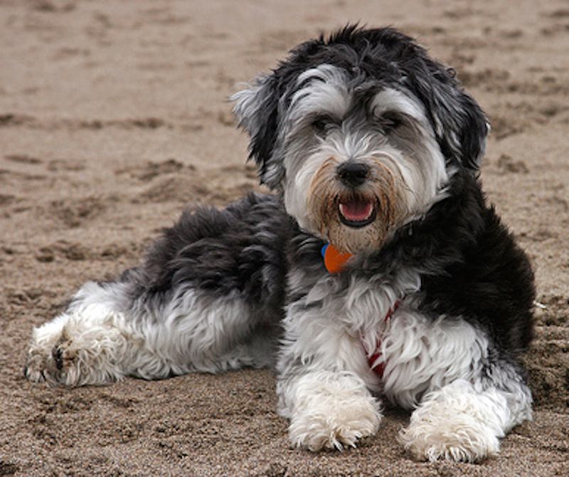 Hypoallergenic Dog Breeds Dogs that don't shed K9 Research Lab