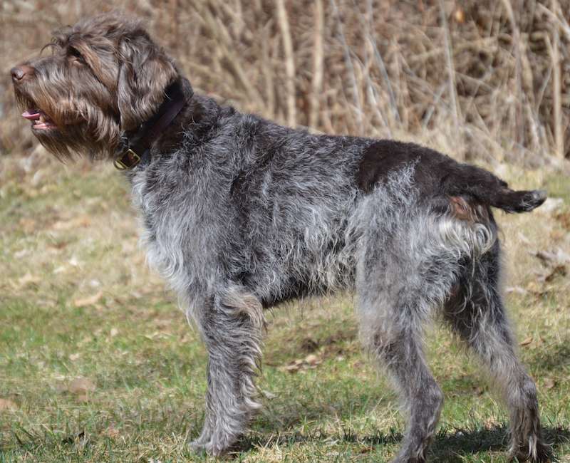 Are Wirehaired Pointing Griffon The Most Intelligent Dogs