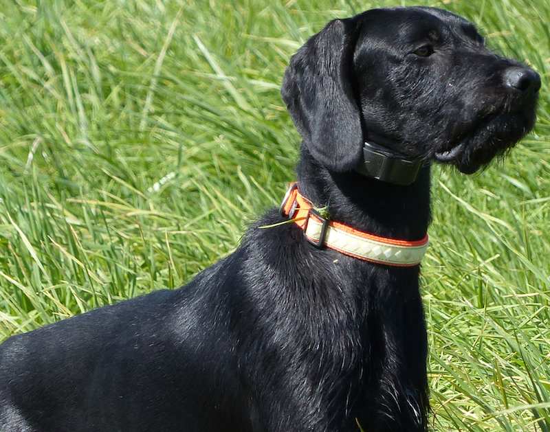 Pudelpointer Dog Breed Information and Images K9 Research Lab