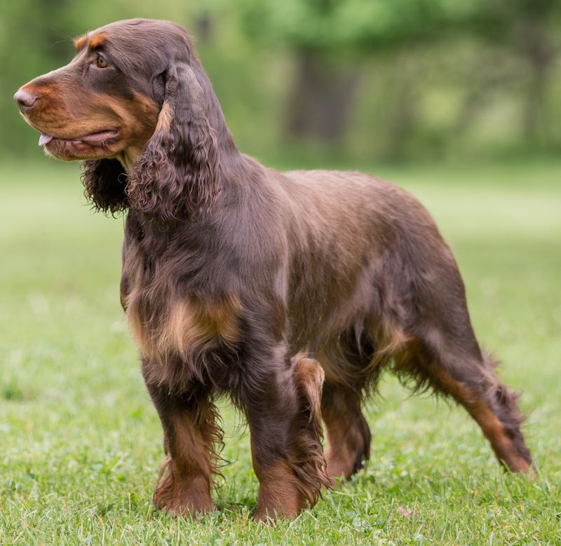 Sporting Dogs List of all sporting dog breeds K9 Research Lab