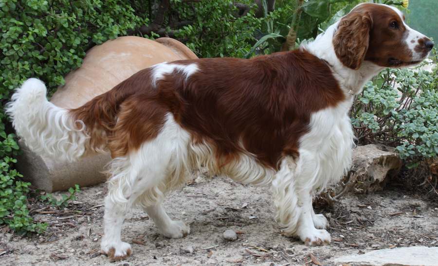 Are Springer Spaniels Good Watchdogs