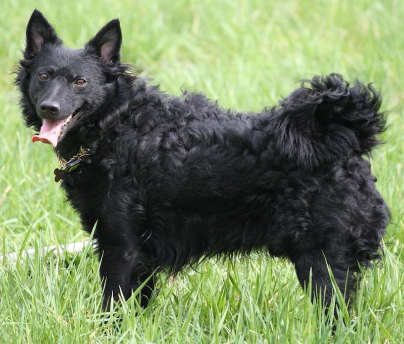 Herding dogs List of all herding dog breeds K9 Research Lab