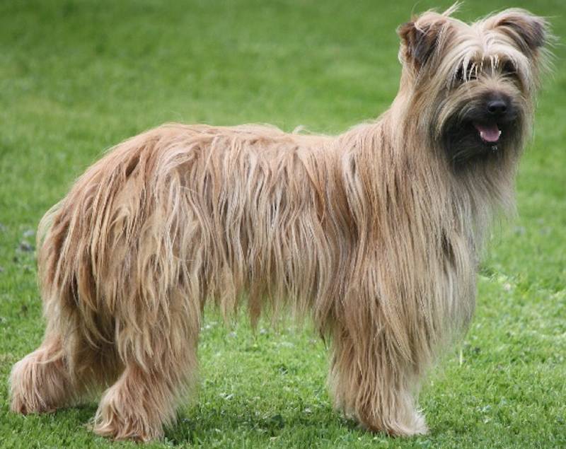 Herding dogs List of all herding dog breeds K9 Research Lab