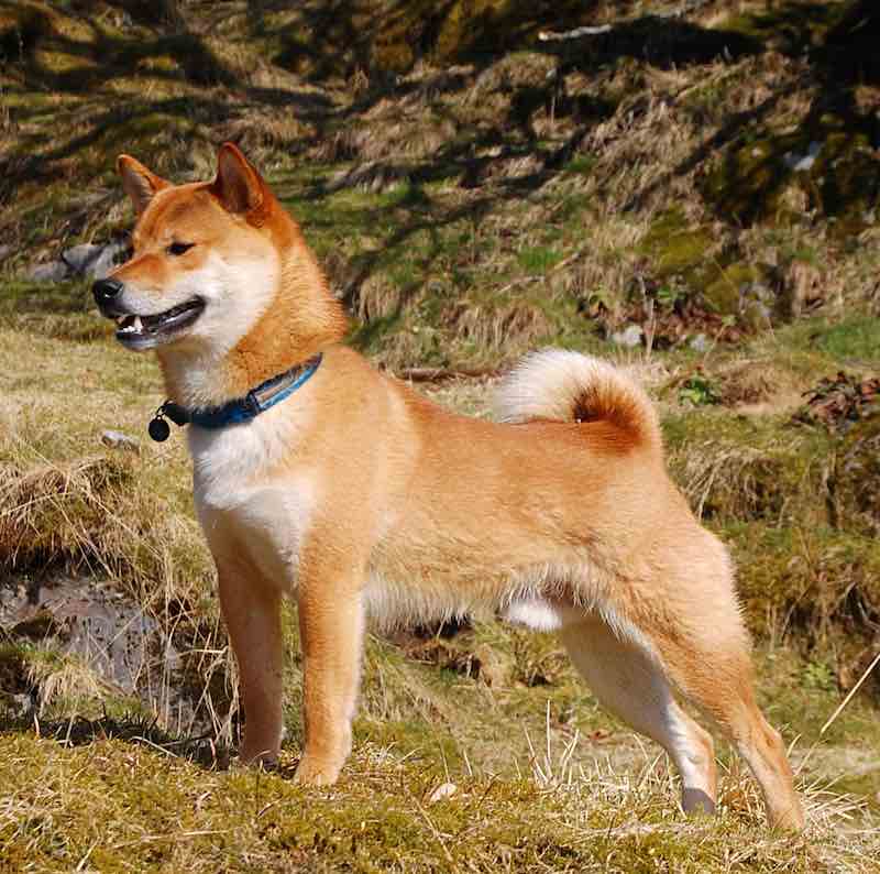 Shiba Inu Dog Breed Information and Images K9 Research