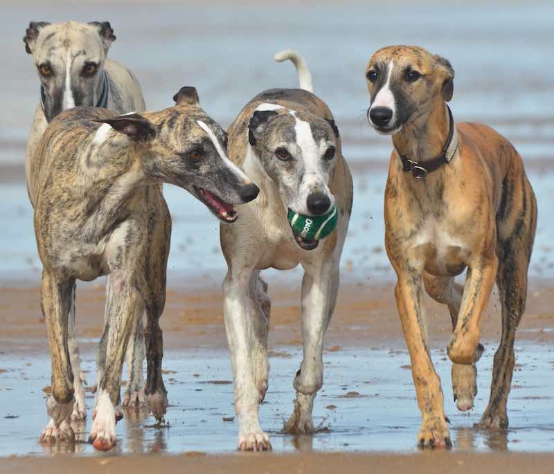How Intelligent Is A Whippet