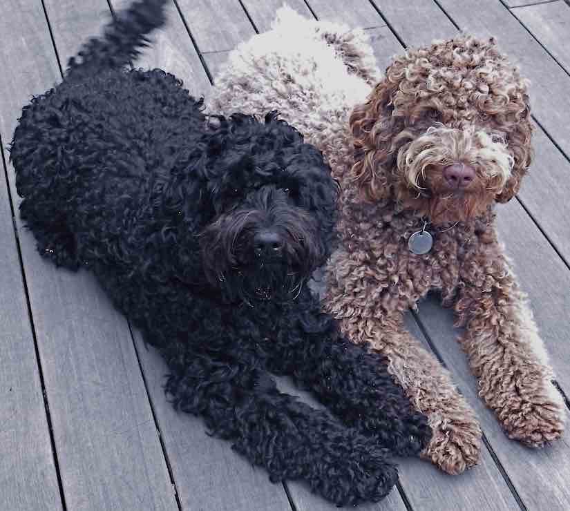 Labradoodle designer dog breed Labs x Poodles hybrid info and images