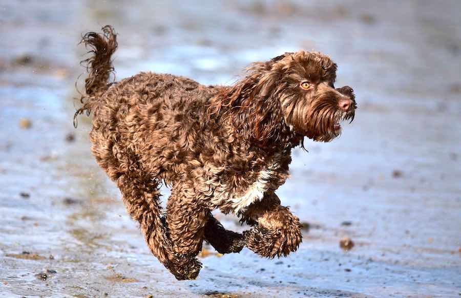 f1 cockapoo life expectancy Heavyweight Profile Photos