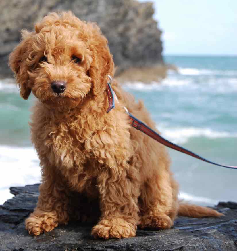 miniature cockapoo life expectancy Hassan Rodrigues