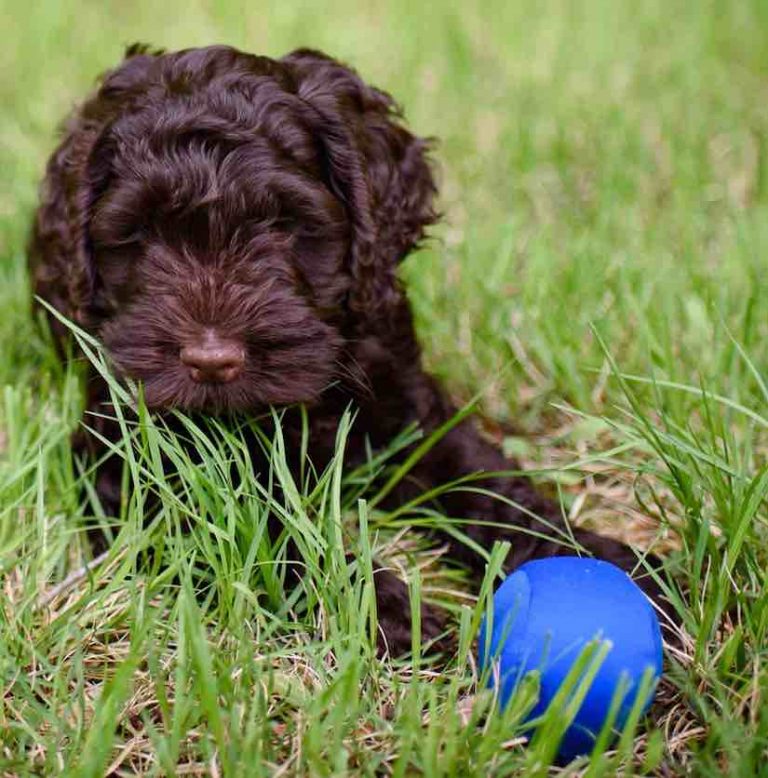 Cockapoo designer dog breed Cocker Spaniel Poodle hybrid dogs info.
