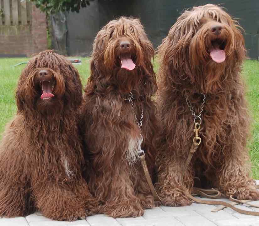 Labradoodle designer dog breed Labs x Poodles hybrid info and images