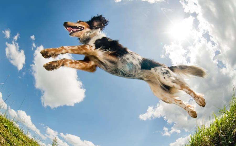 Why do dogs like to jump on you? K9 Research Lab