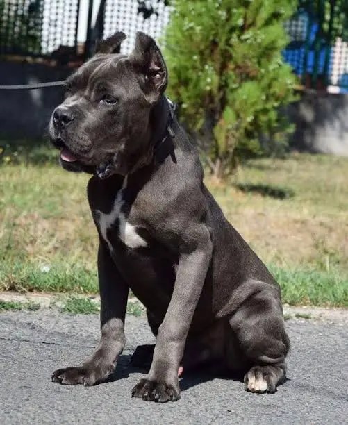 Cane Corso Italian Mastiff Guard Dog Breed Info, Images, Videos, FAQs