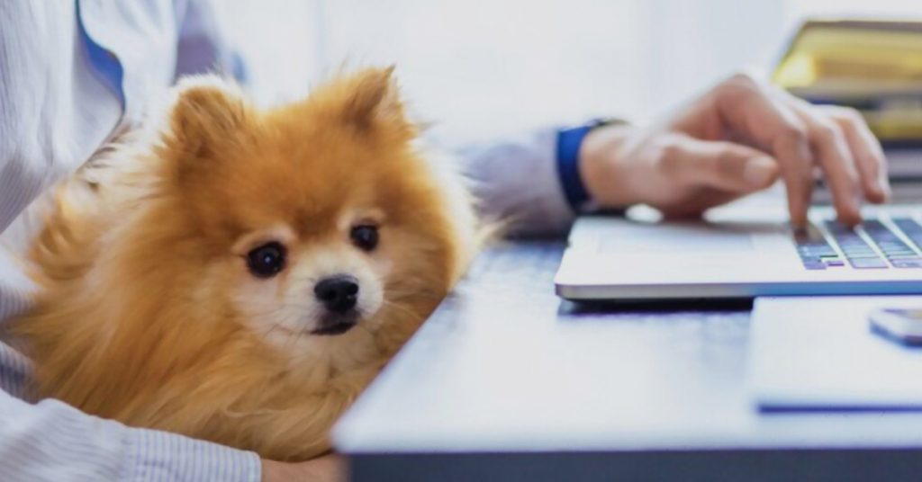 Most Viewed Pet Care Business Software BlogsK9Sky Inc