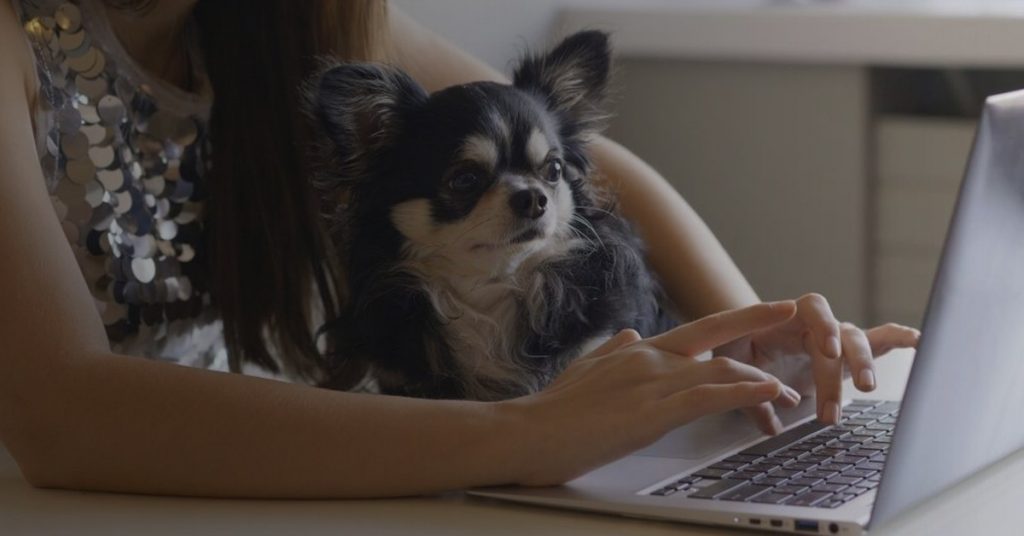 Most Viewed Pet Care Business Software BlogsK9Sky Inc