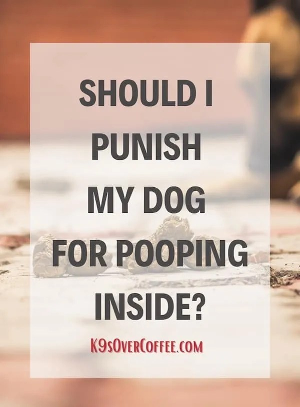 How to keep your dog from pooping inside the house {Updated for 2022} K9sOverCoffee Raw Dog Food