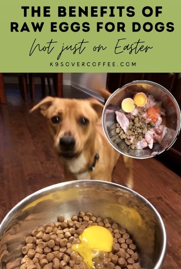 Are Eggs Good For Dogs Coats